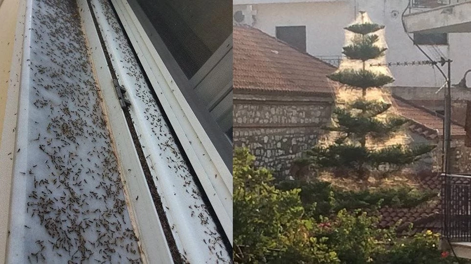 Αιτωλικό: Και τα σπίτια πιάστηκαν στον ιστό της αράχνης (εικόνες)